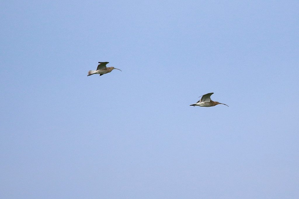 Großer Brachvogel