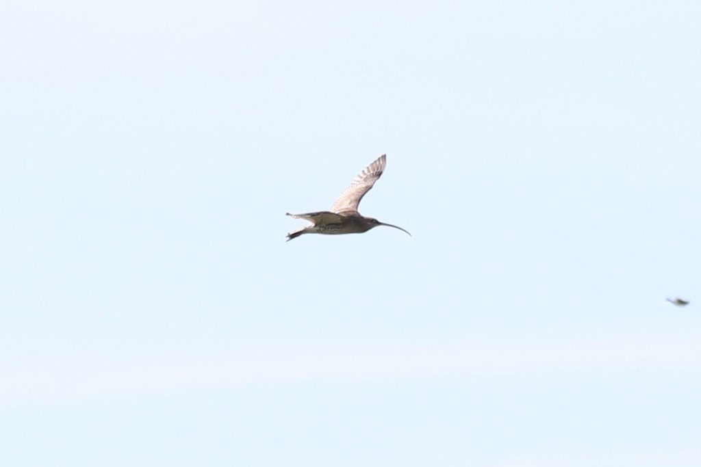 Großer Brachvogel