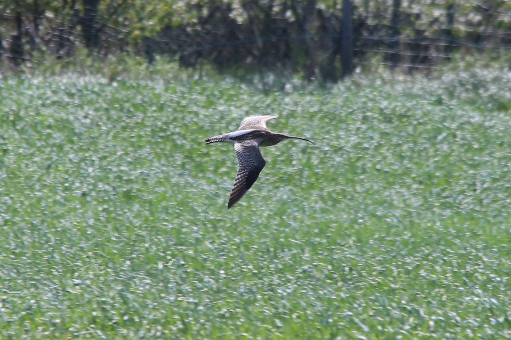 Großer Brachvogel