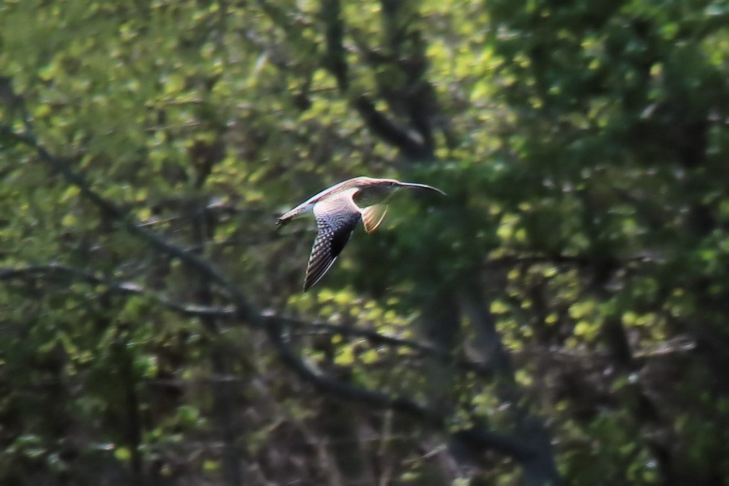 Großer Brachvogel