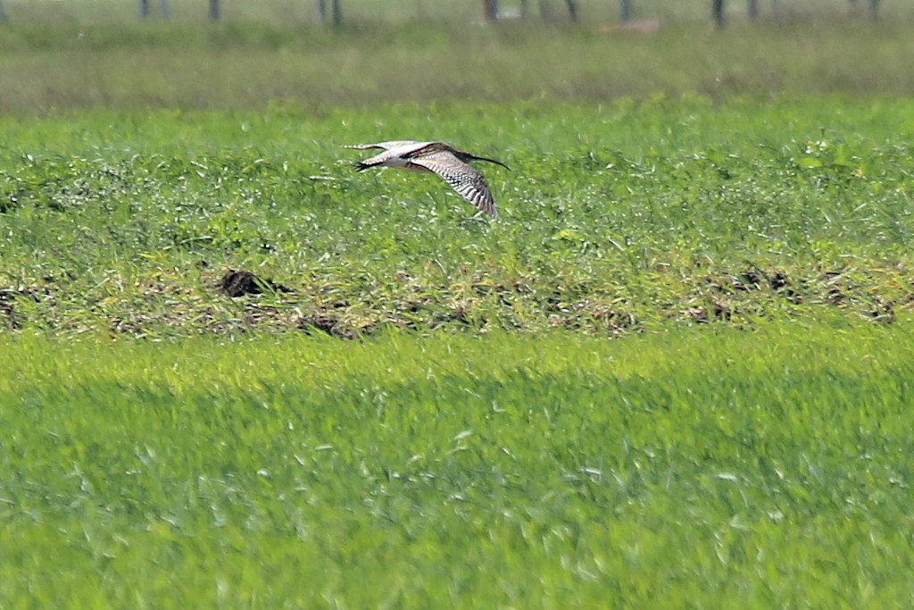 Großer Brachvogel