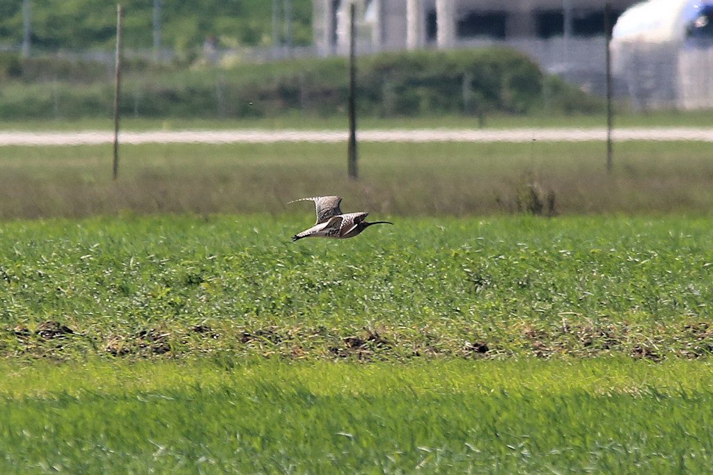 Großer Brachvogel