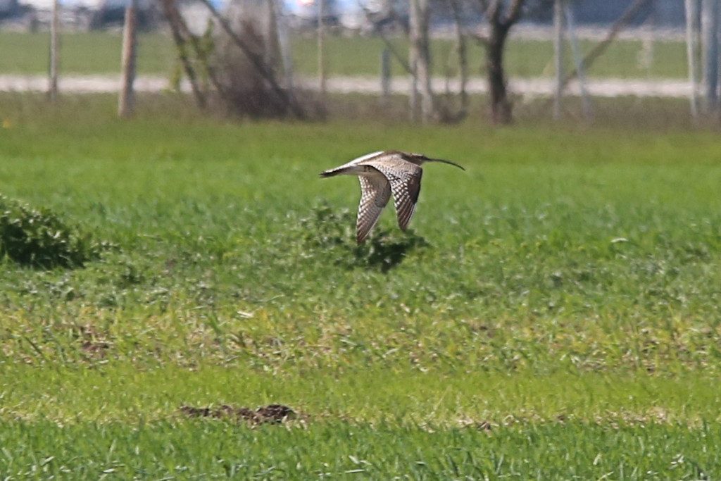 Großer Brachvogel