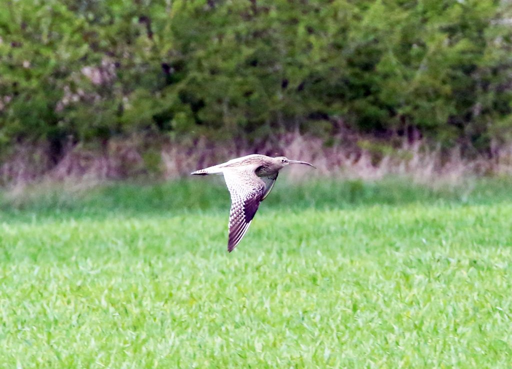 Großer Brachvogel (2)