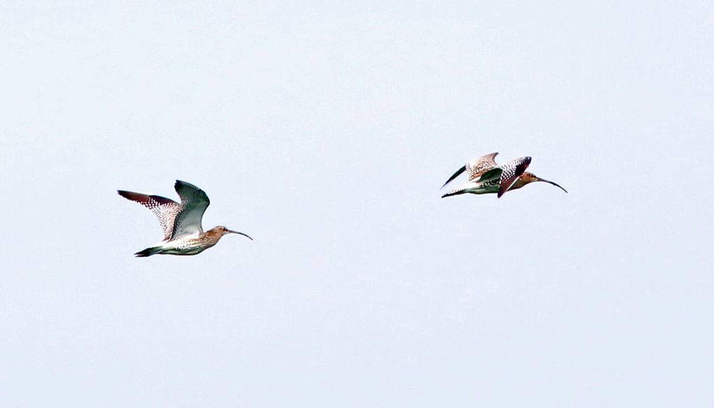 Großer Brachvogel (3)