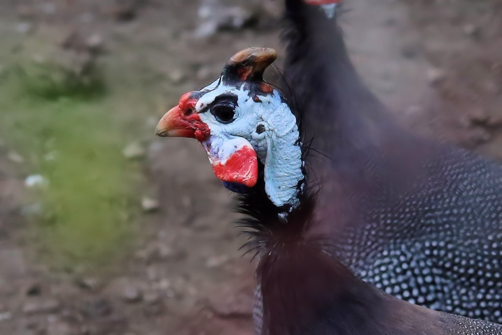 Helmperlhuhn