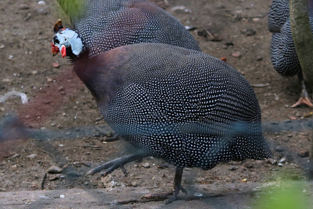 Helmperlhuhn