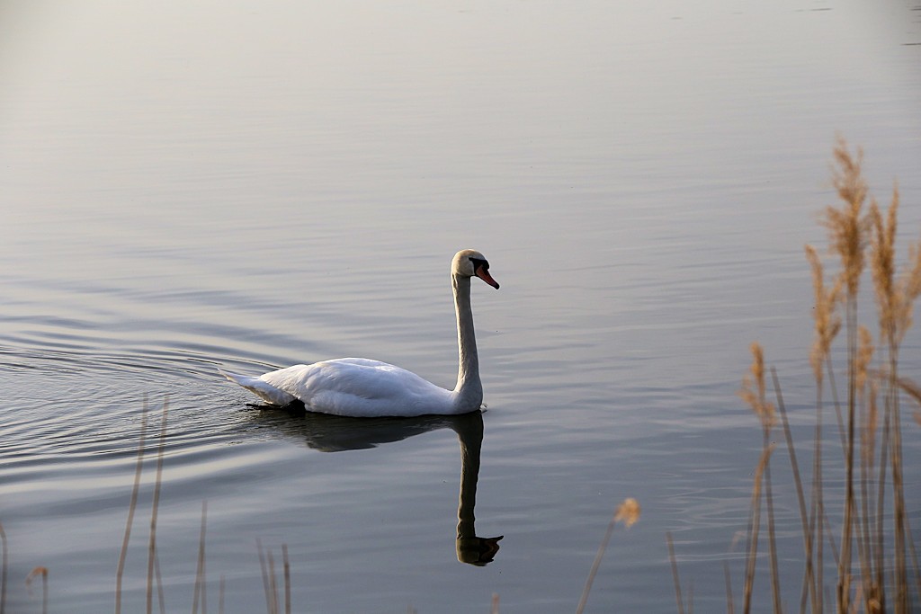Hoeckerschwan_20160405_02
