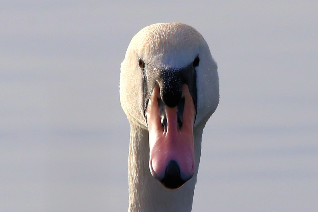 Höckerschwan