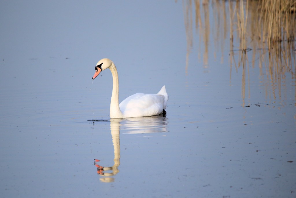 Höckerschwan