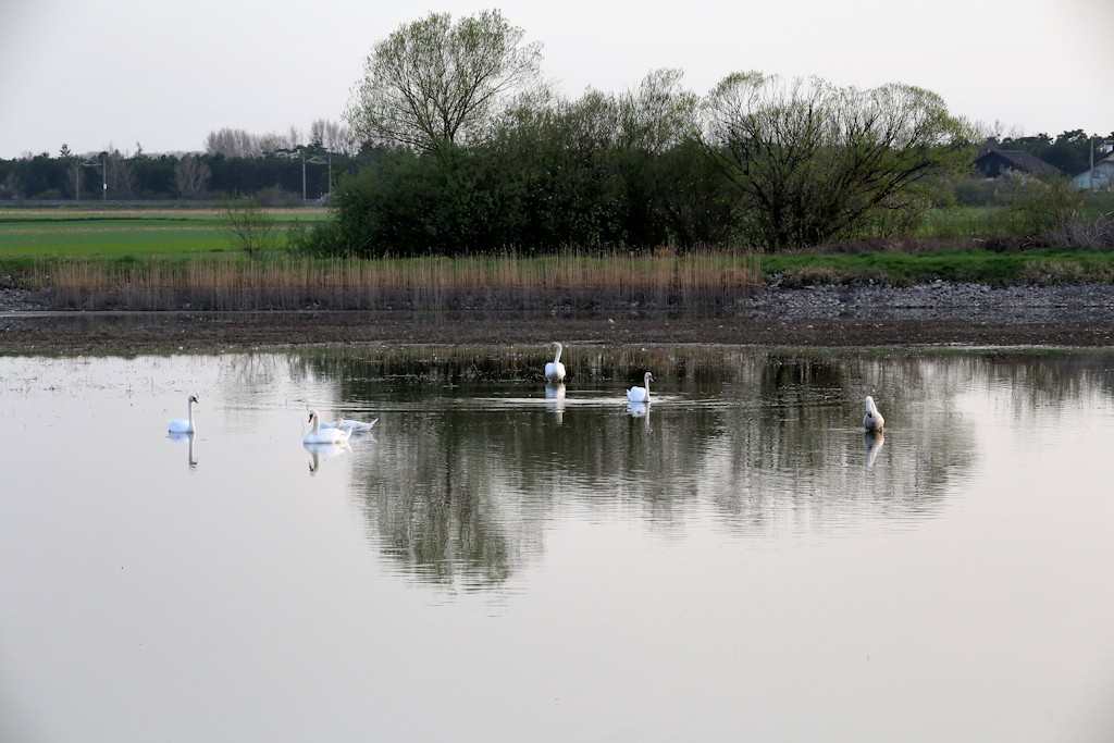 Höckerschwan