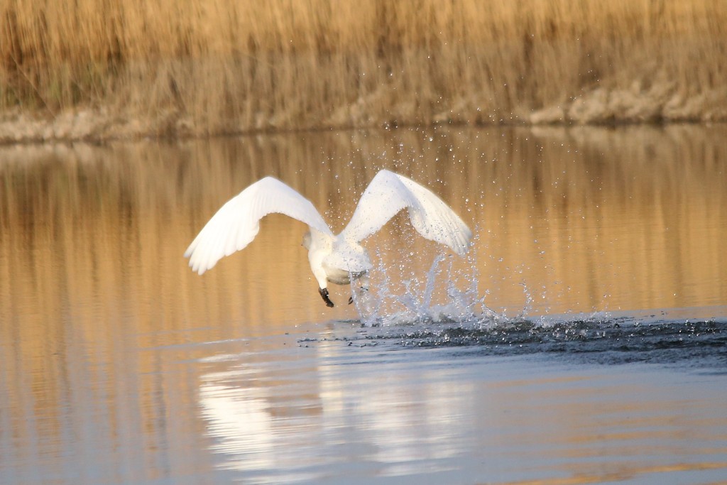 Höckerschwan