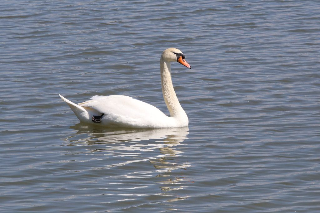 Höckerschwan