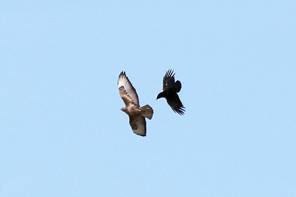 Mäusebussard vs. Rabenkrähe