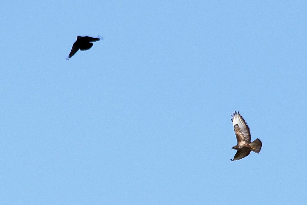 Mäusebussard vs. Rabenkrähe