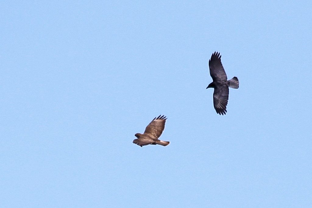 Mäusebussard vs. Rabenkrähe