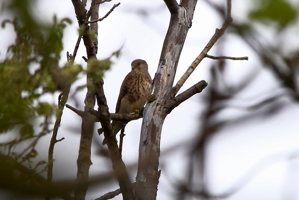 Turmfalke