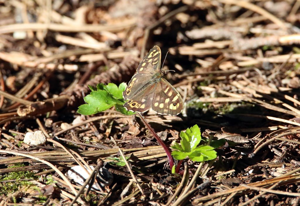 Waldbrettspiela