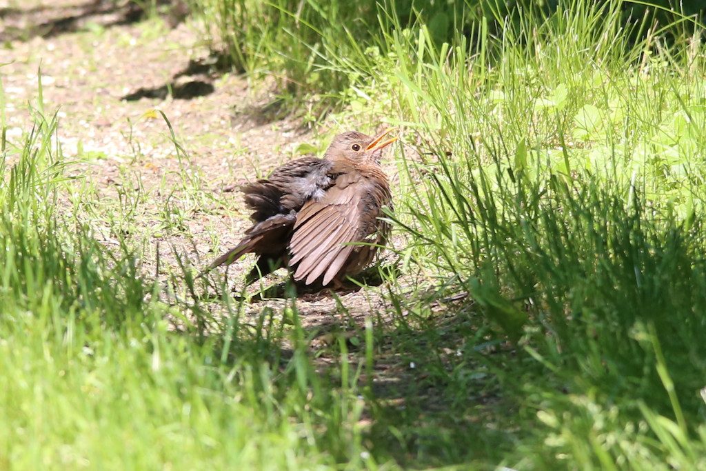 Amsel (w)