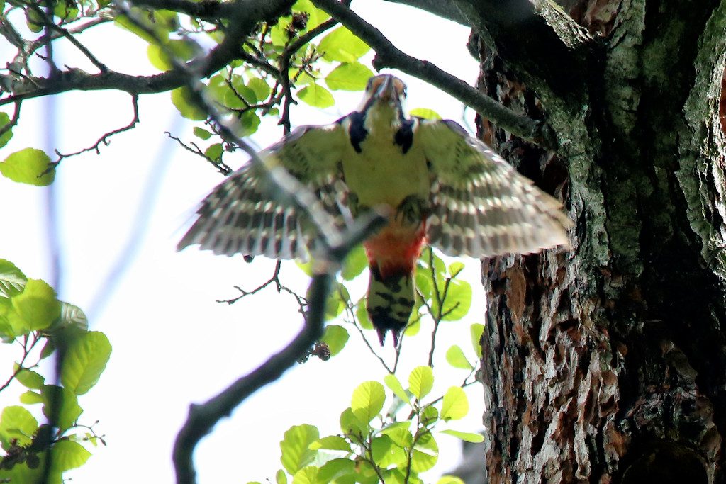 Buntspecht_w_20160516_03