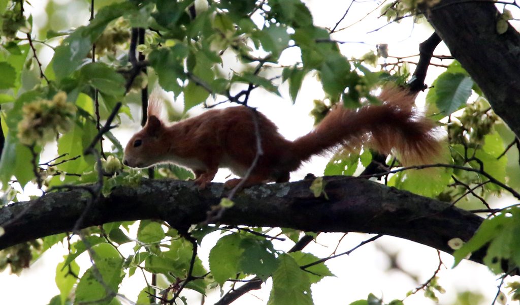 Eichhörnchen