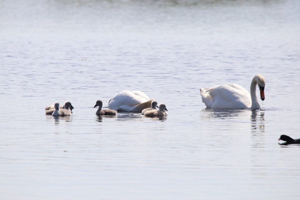 Hoeckerschwan_20160521_01