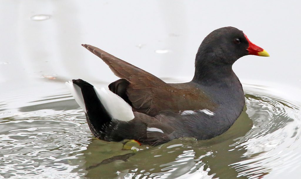 Teichhuhn