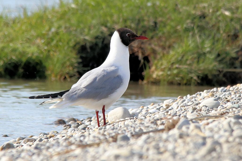 Lachmöwe