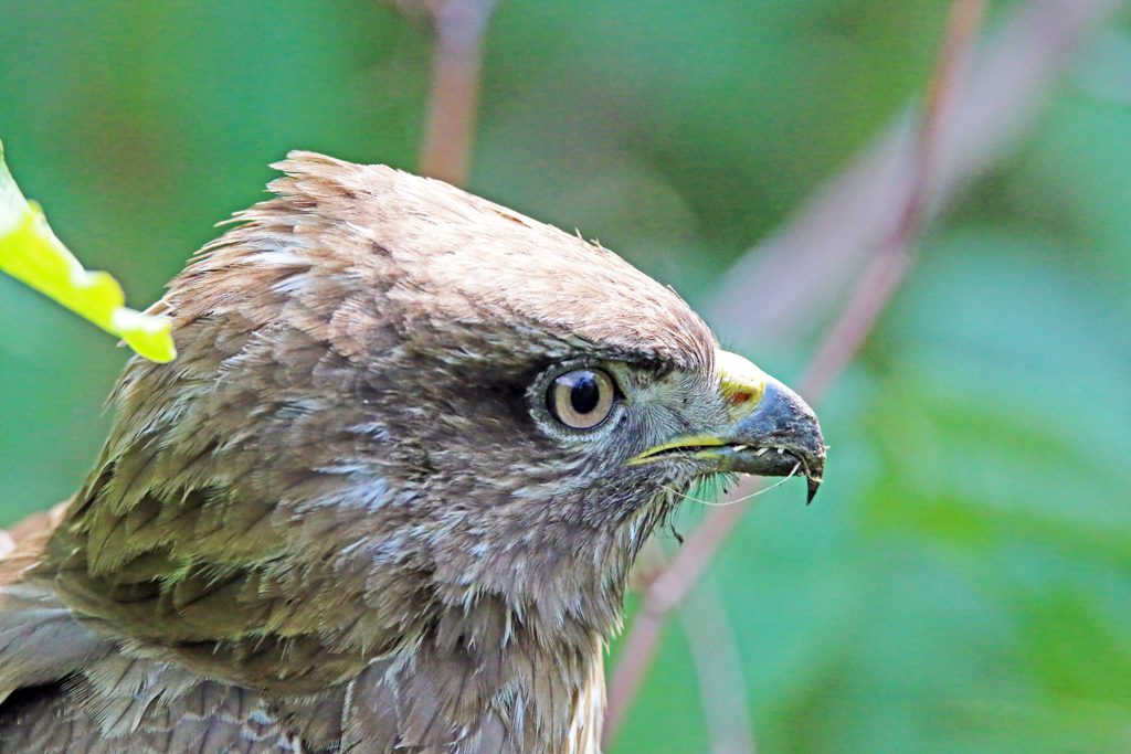 Mäusebussard (1)