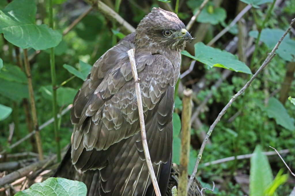 Mäusebussard (11)