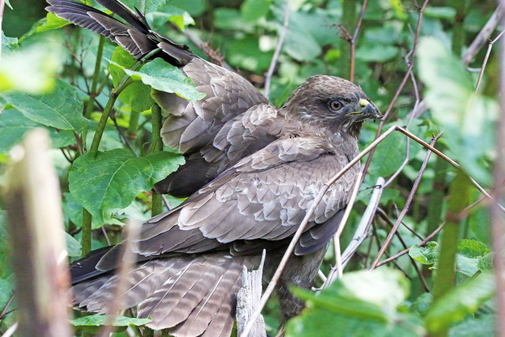 Mäusebussard (12)