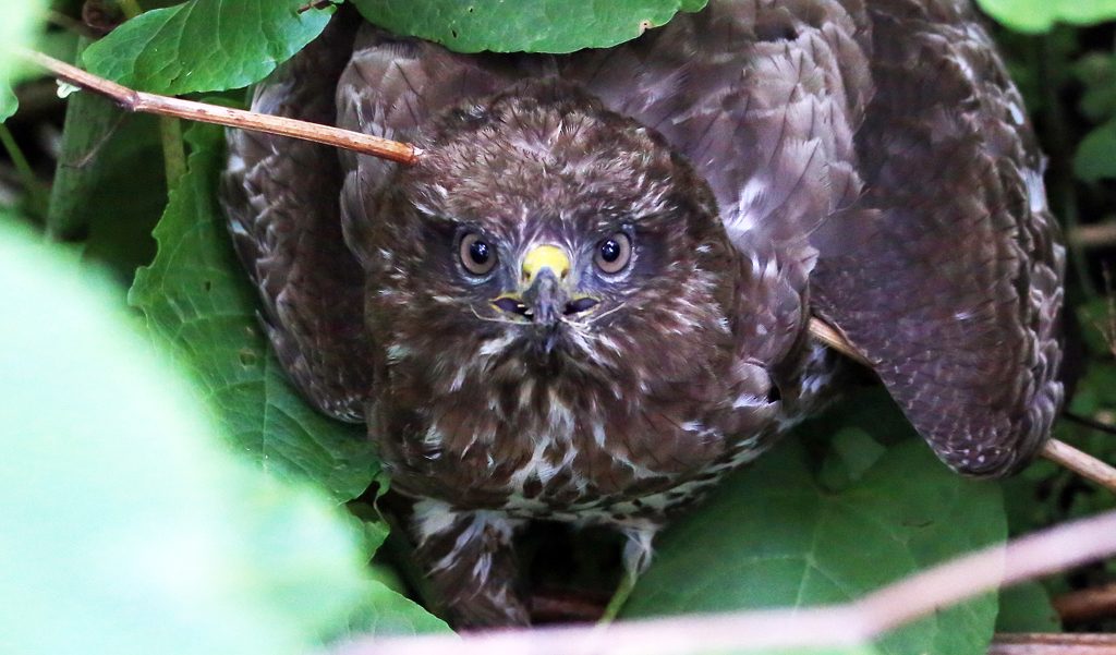 Mäusebussard (2)