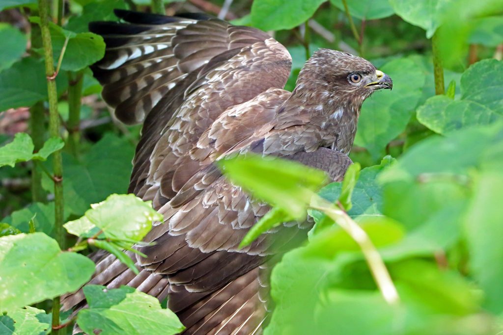 Mäusebussard (3)