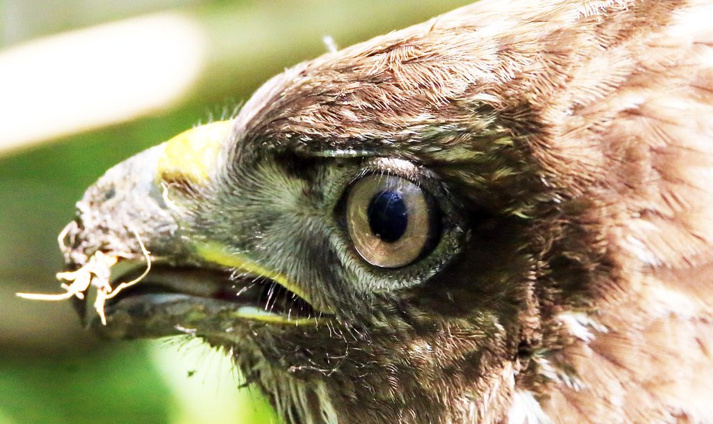 Mäusebussard (5)