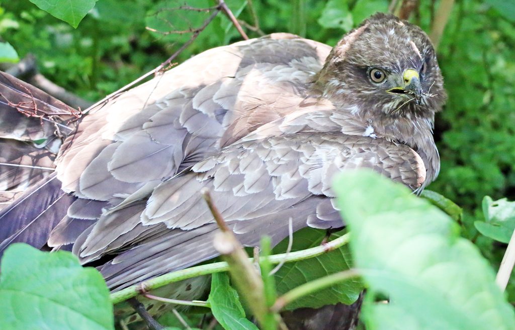 Mäusebussard (8)