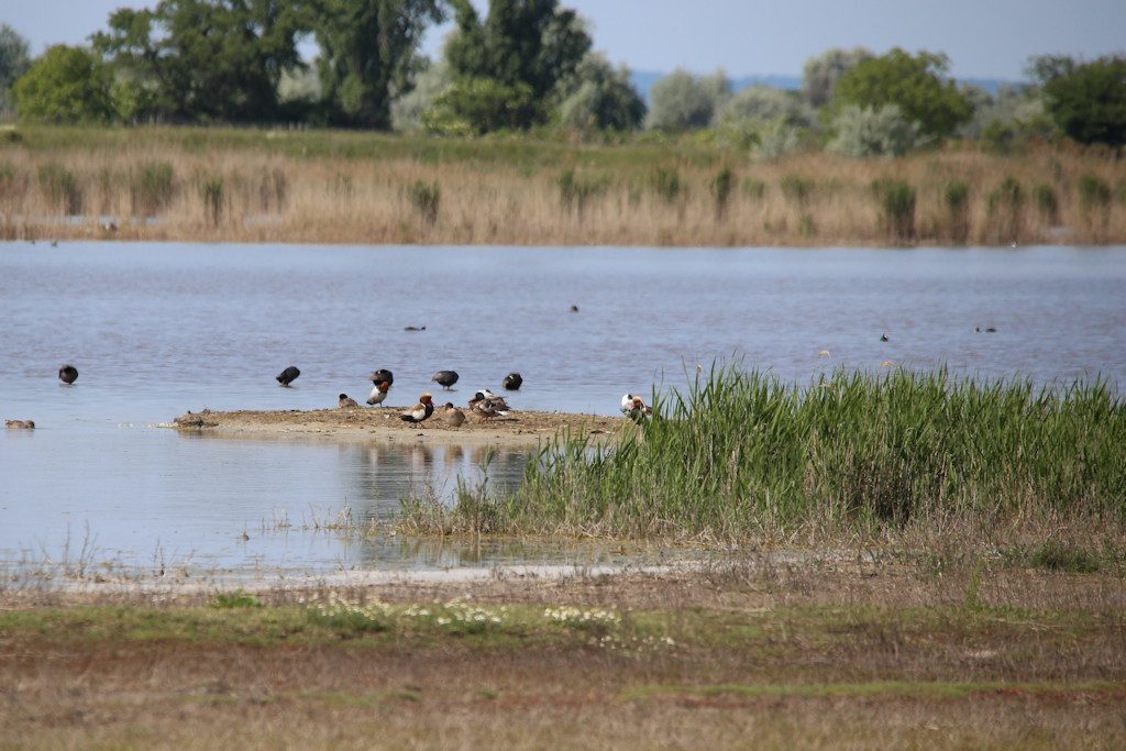 Neusiedlersee