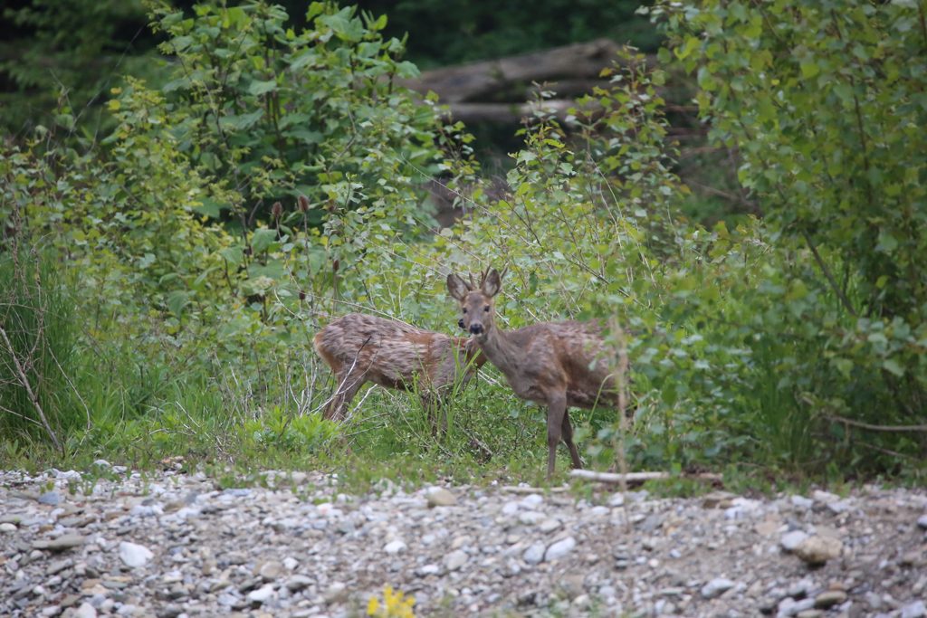 Reh und Rehbock