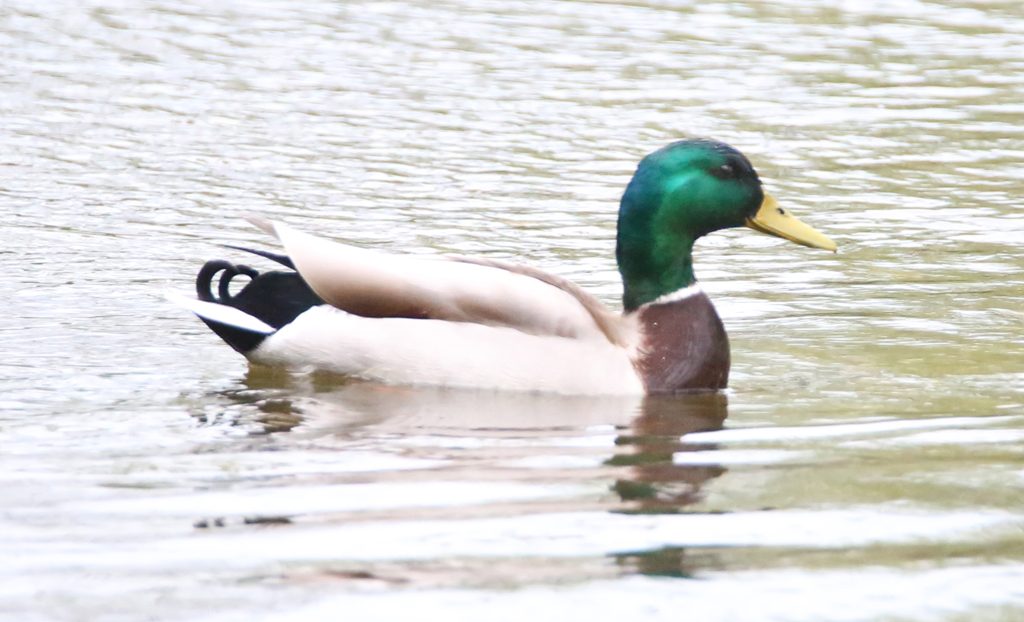 Stockente männlich