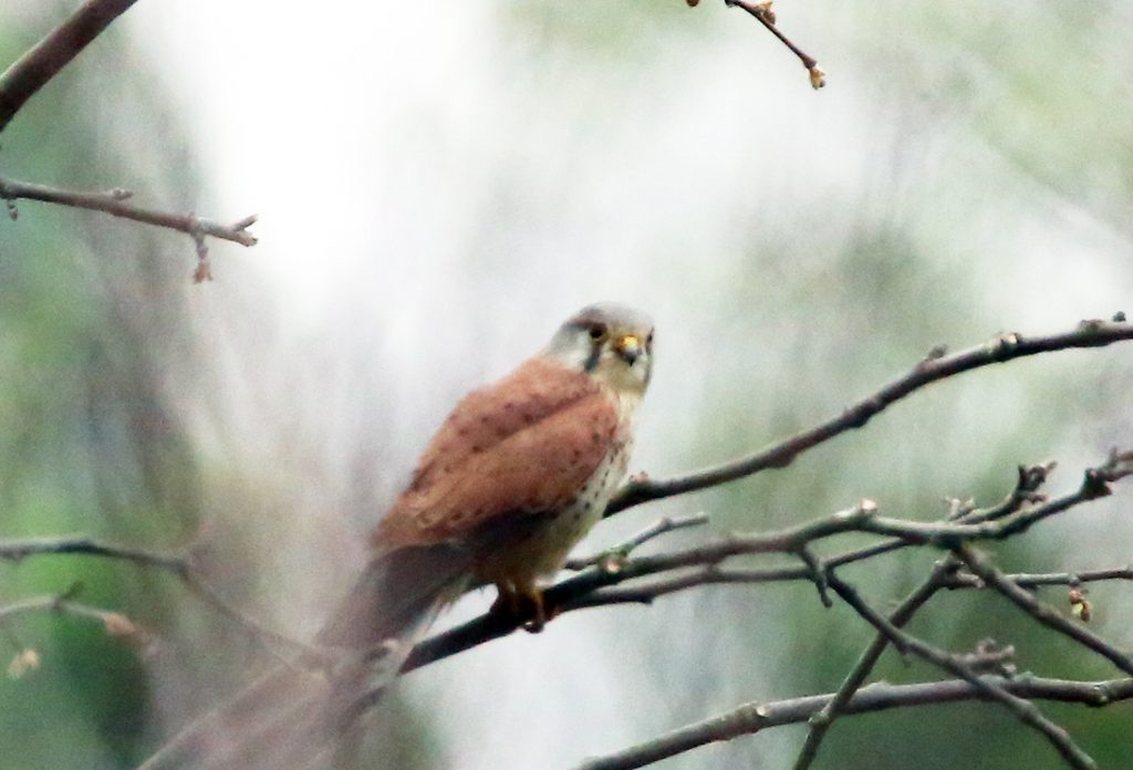 Turmfalke männlich