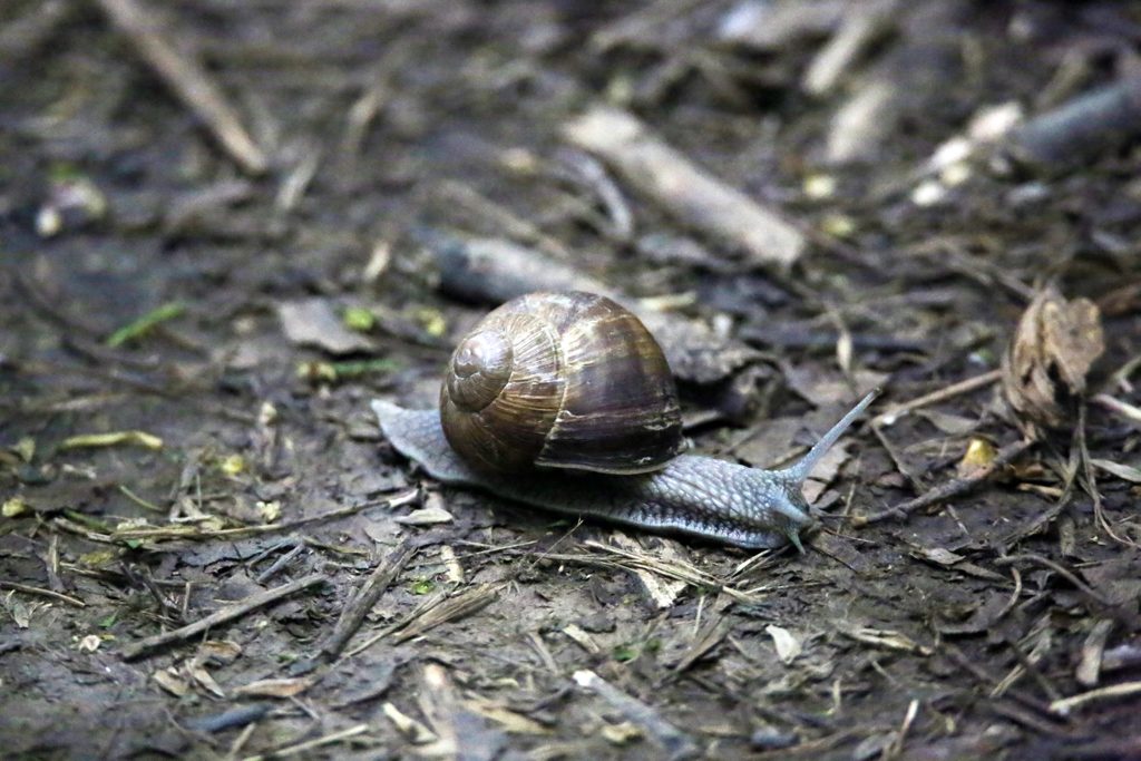 Weinbergschnecke