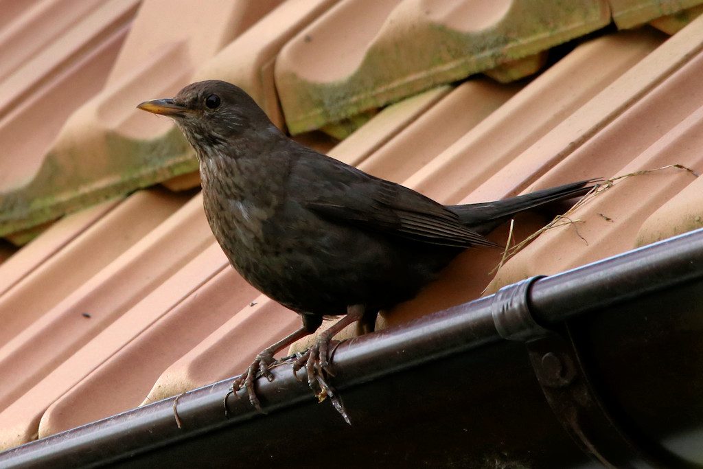 Amsel (w)