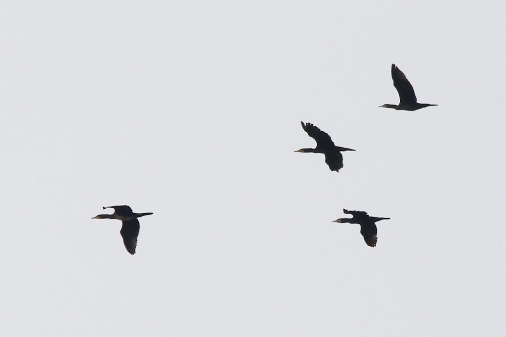Kormoran_20160611_01