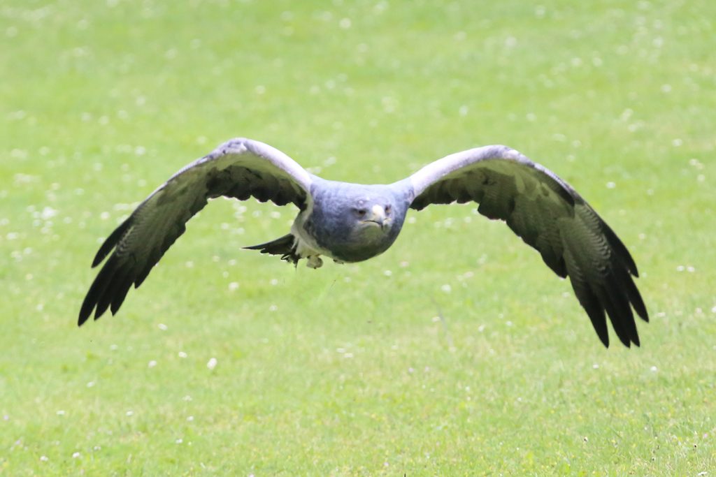 Blaubussard (3)
