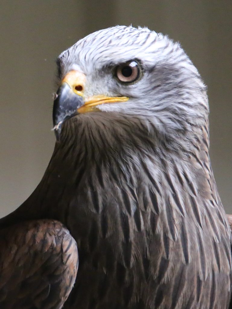 Blaubussard1 (2)