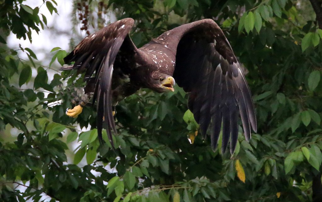 Europäischer Seeadler (4)