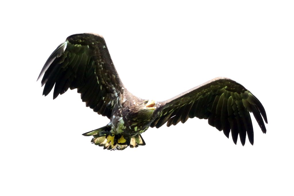 Europäischer Seeadler (7)