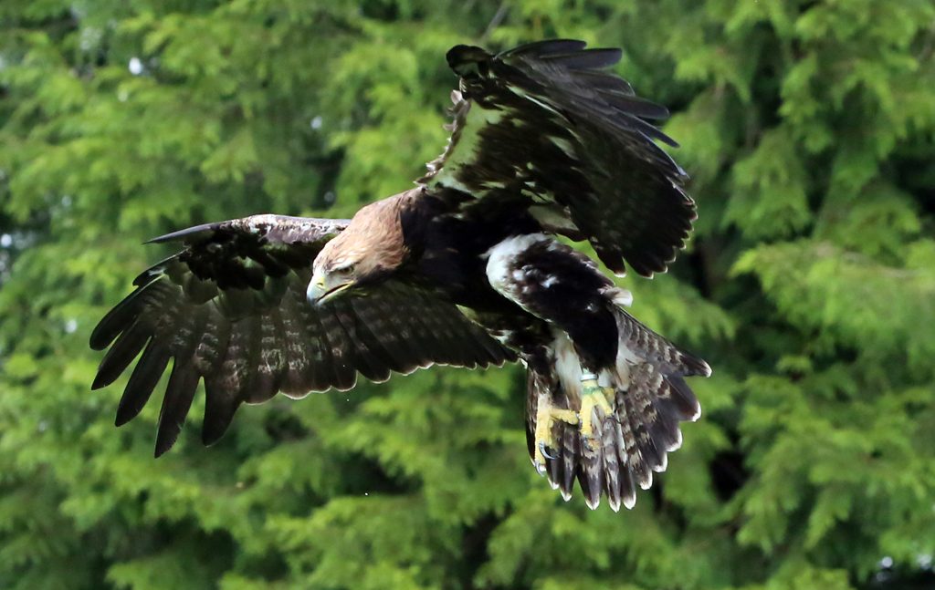 Kaiseradler (18)