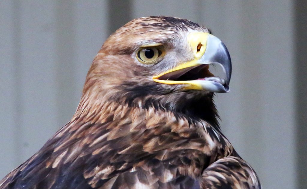 Kaiseradler (25)