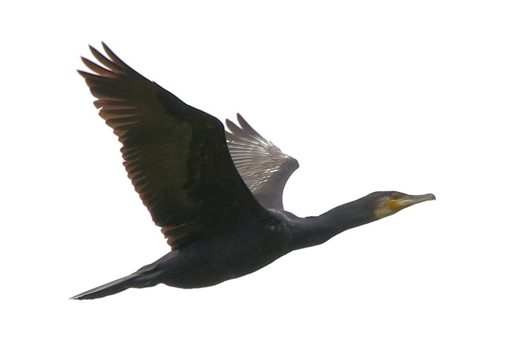 Kormoran