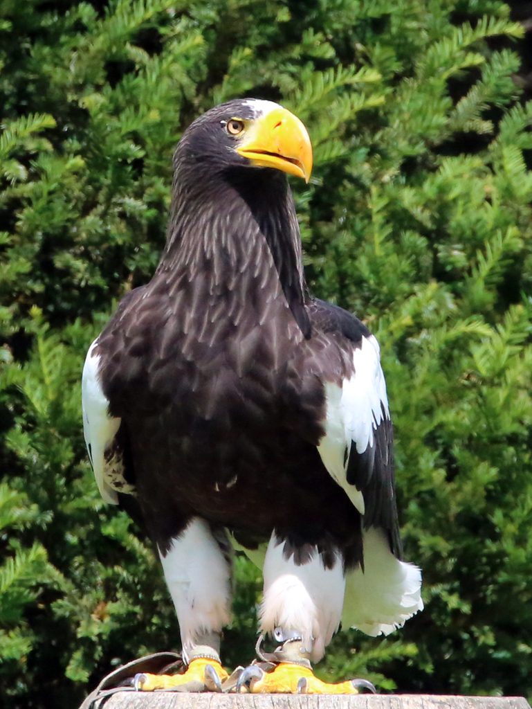 Riesenseeadler (10)